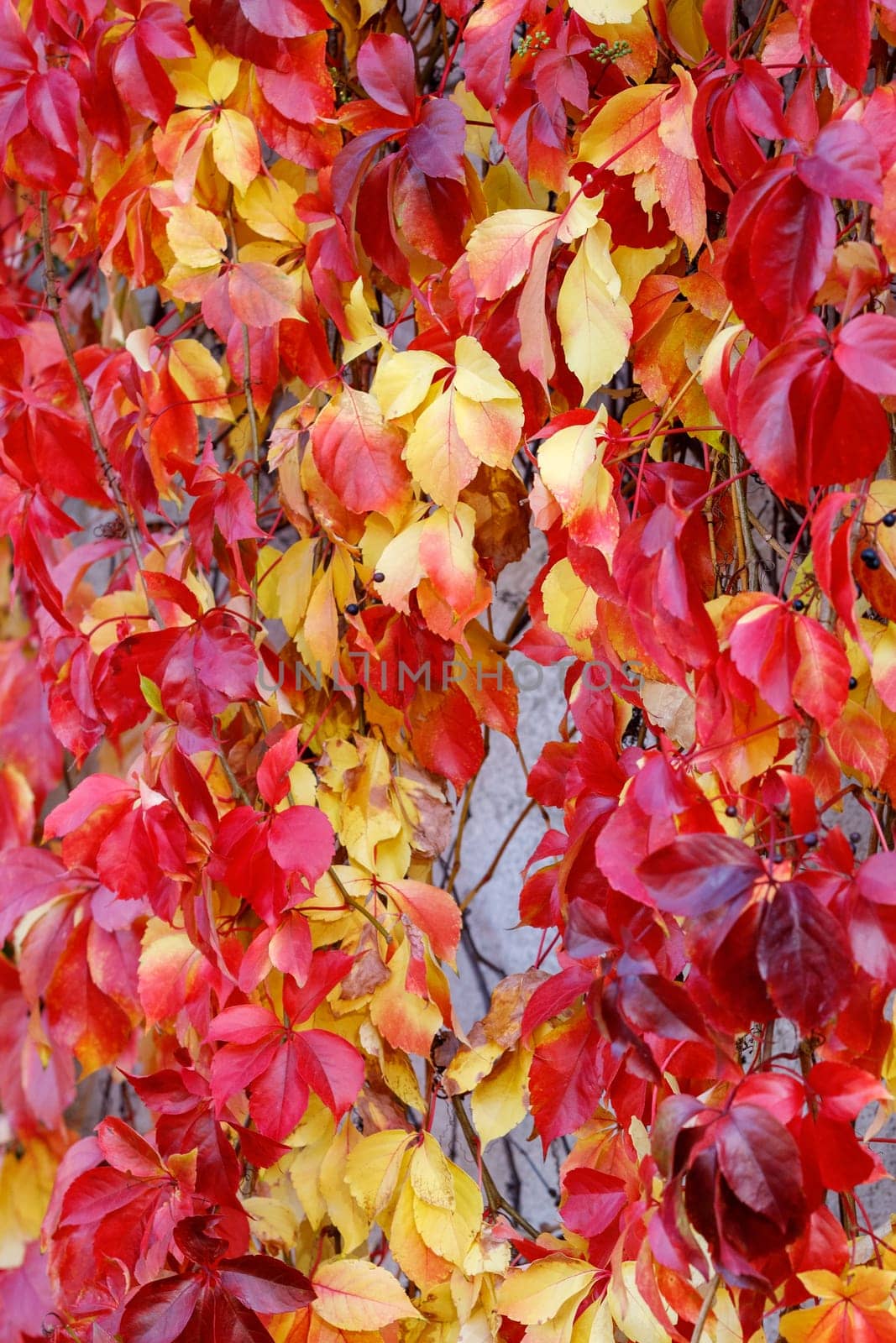 Red-yellow leaves of autumnal climbing plant. Parthenocissus species by Lincikas