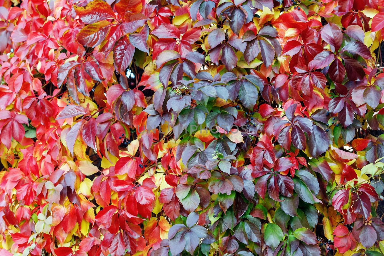 Parthenocissus quinquefolia grape vine autumnal colorful foliage covering.a garden wall. by Lincikas