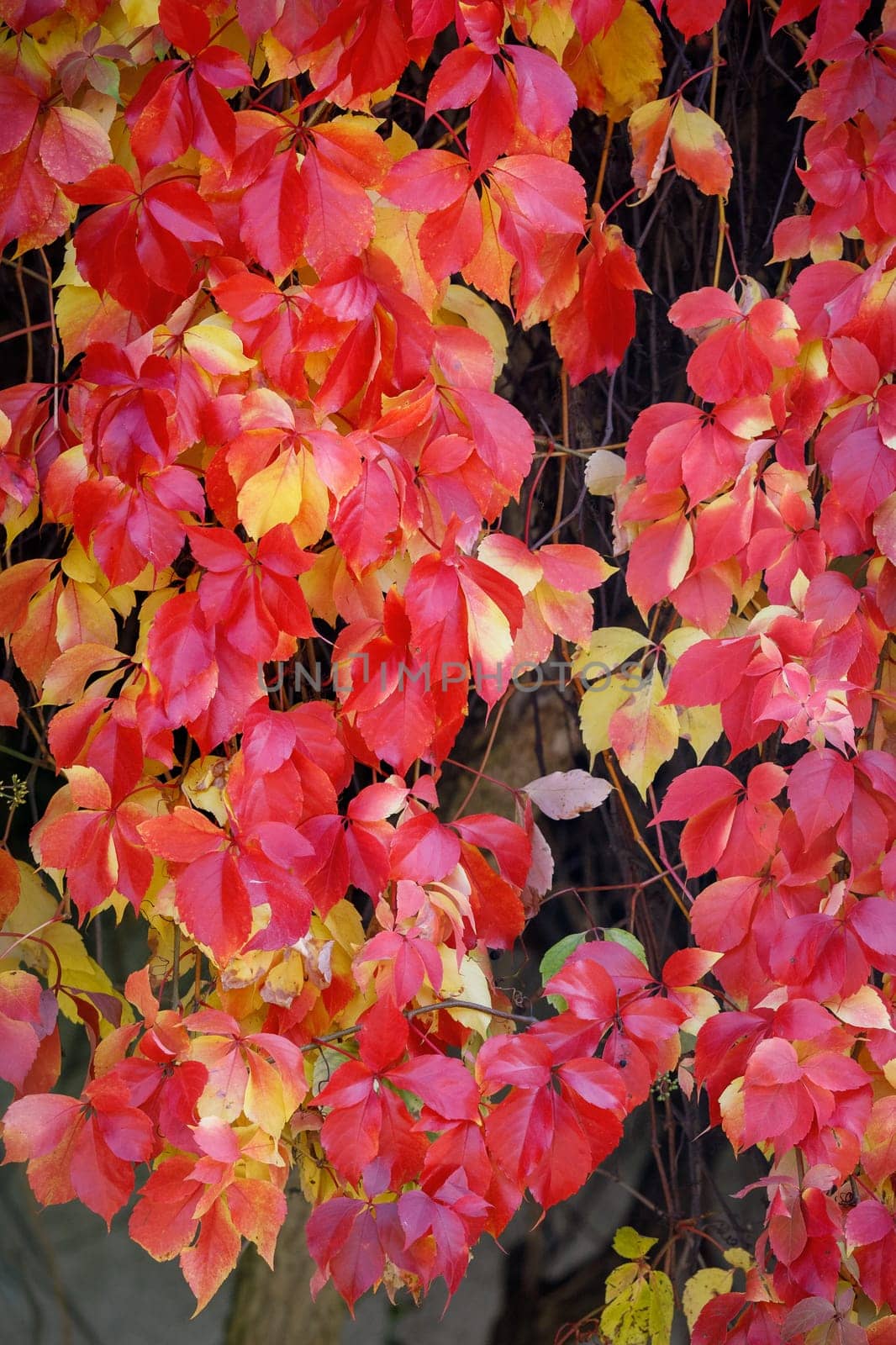 The wall covered with mix of red and yellow Boston ivy leaves or Parthenocissus tricuspidata in autumn.