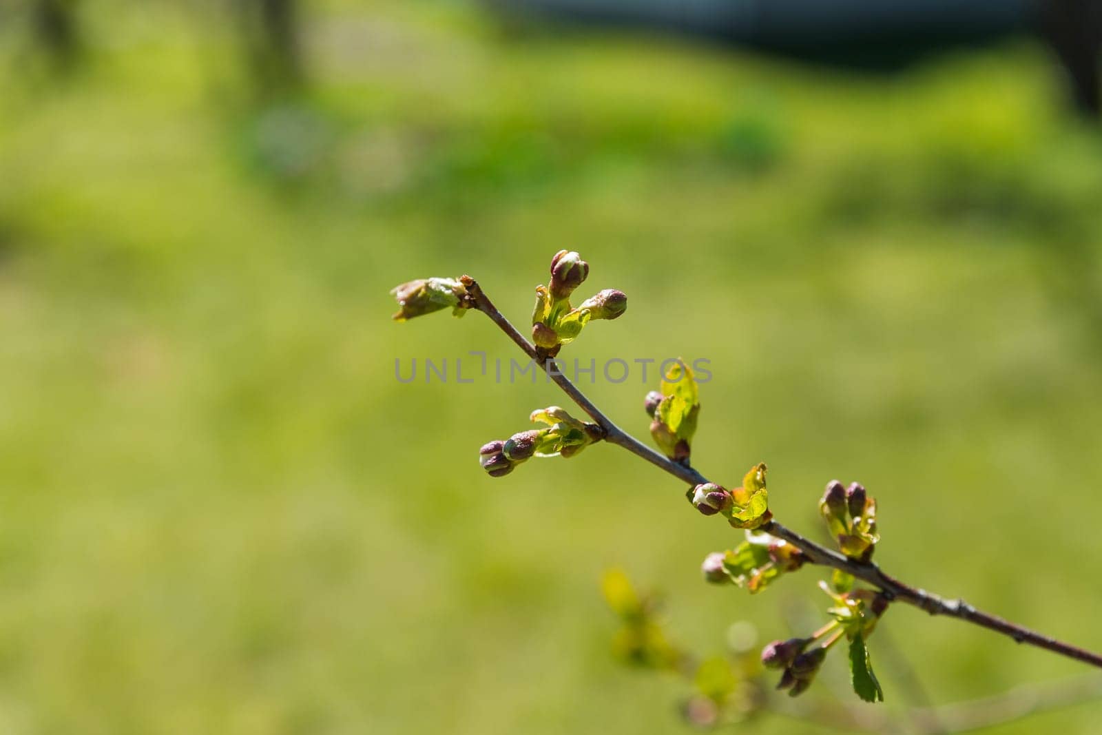 Buds on the trees. Spring awakening. Macro nature.