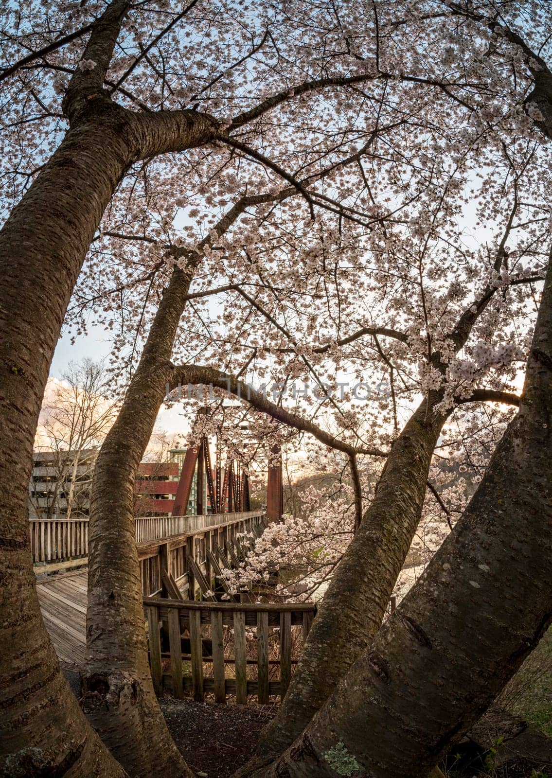 Steel girder bridge carries the bike walking trail over Deckers Creek Morgantown by steheap