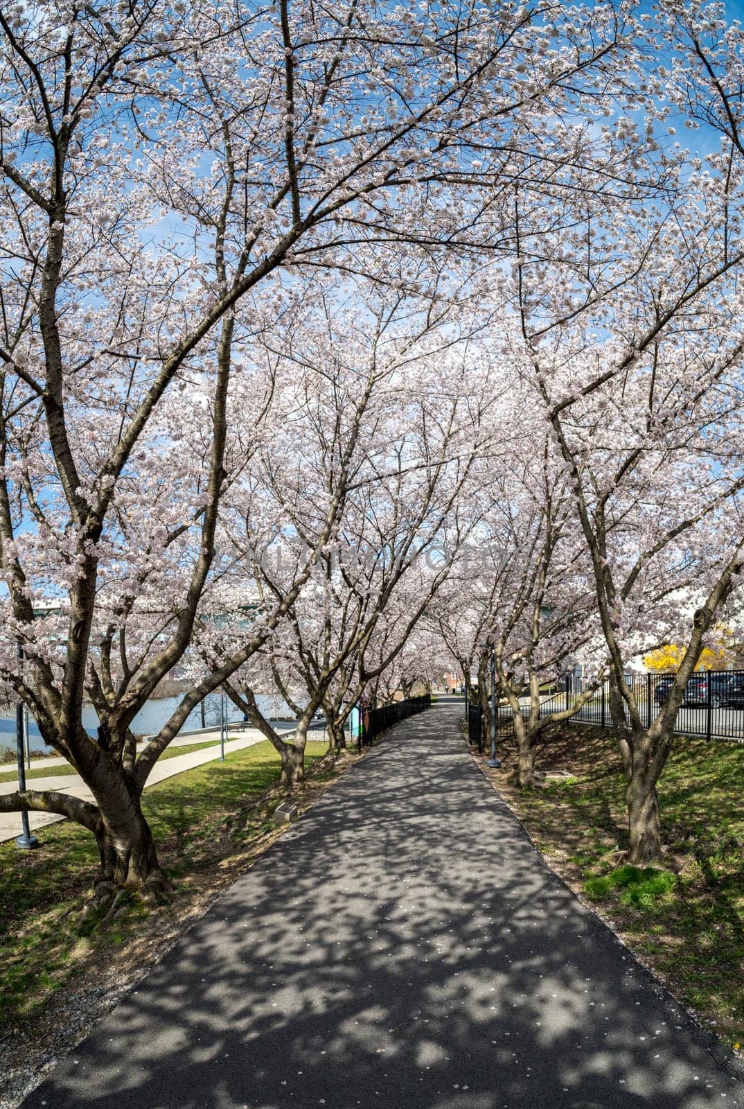 Cherry blossoms over walking trail by the river in Morgantown WV by steheap