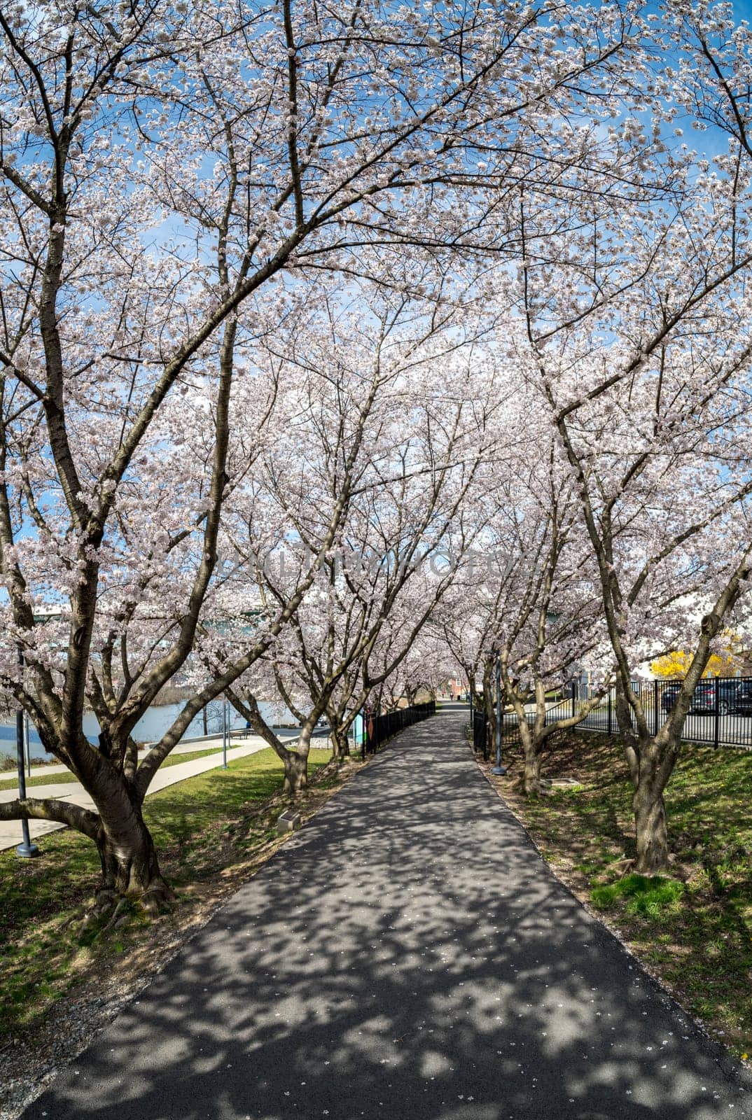 Walking and cycling trail in Morgantown West Virginia with cherry blossoms