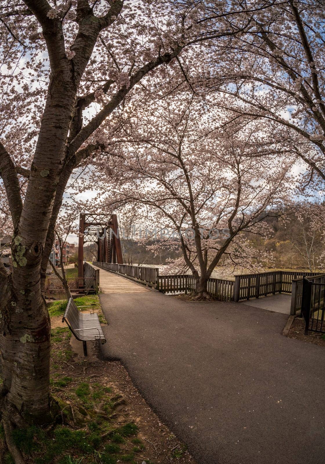 Old steel girder bridge carrying walking and cycling trail in Morgantown WV over Deckers Creek with cherry blossoms blooming in the spring