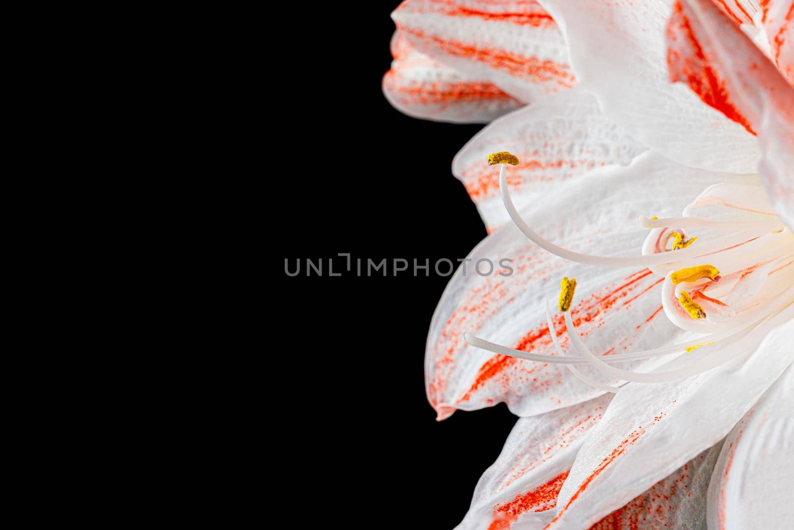 Red and white amaryllis flower on a black background. photo