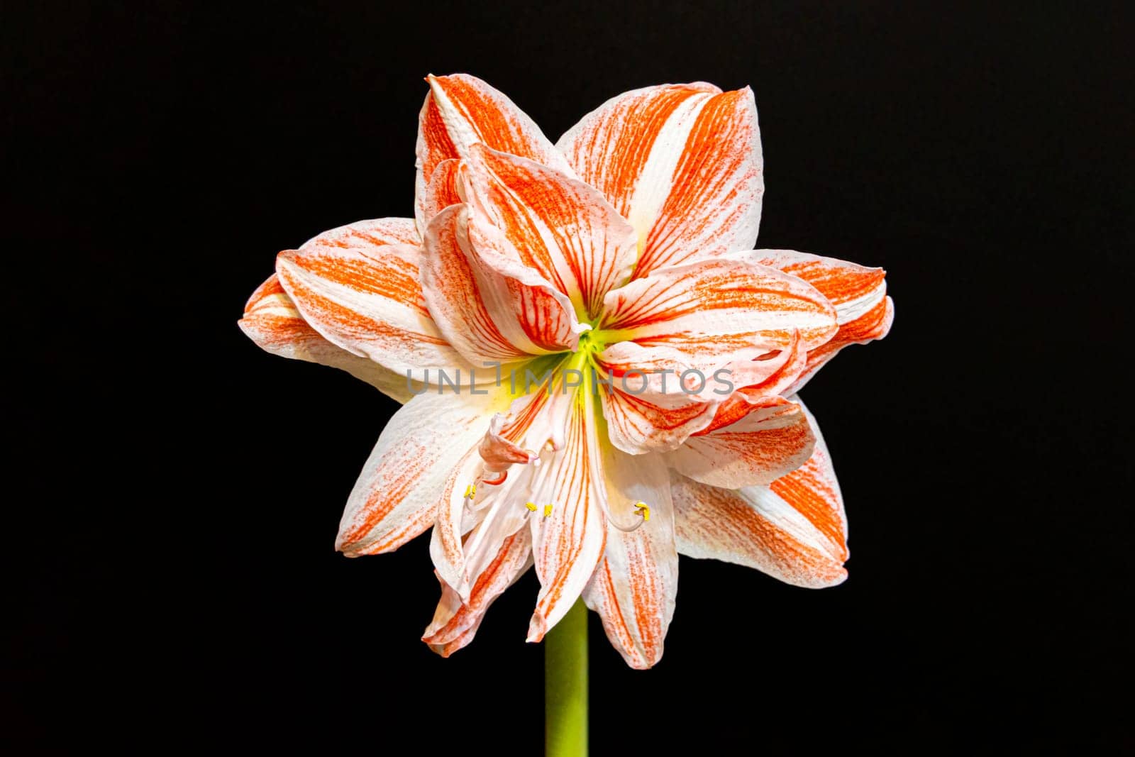 Red and white amaryllis flower on a black background by roman112007