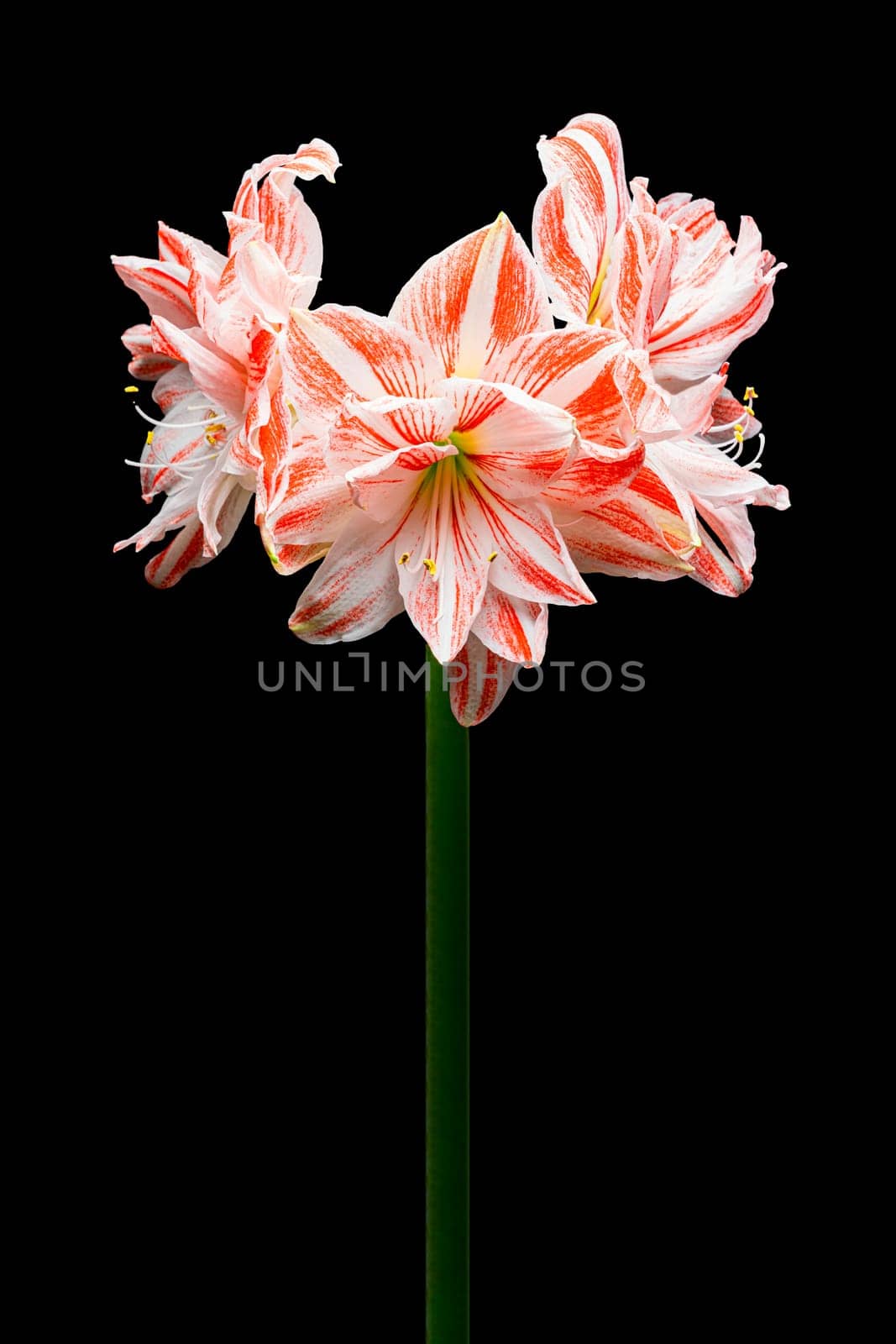 Red and white amaryllis flower on a black background. photo