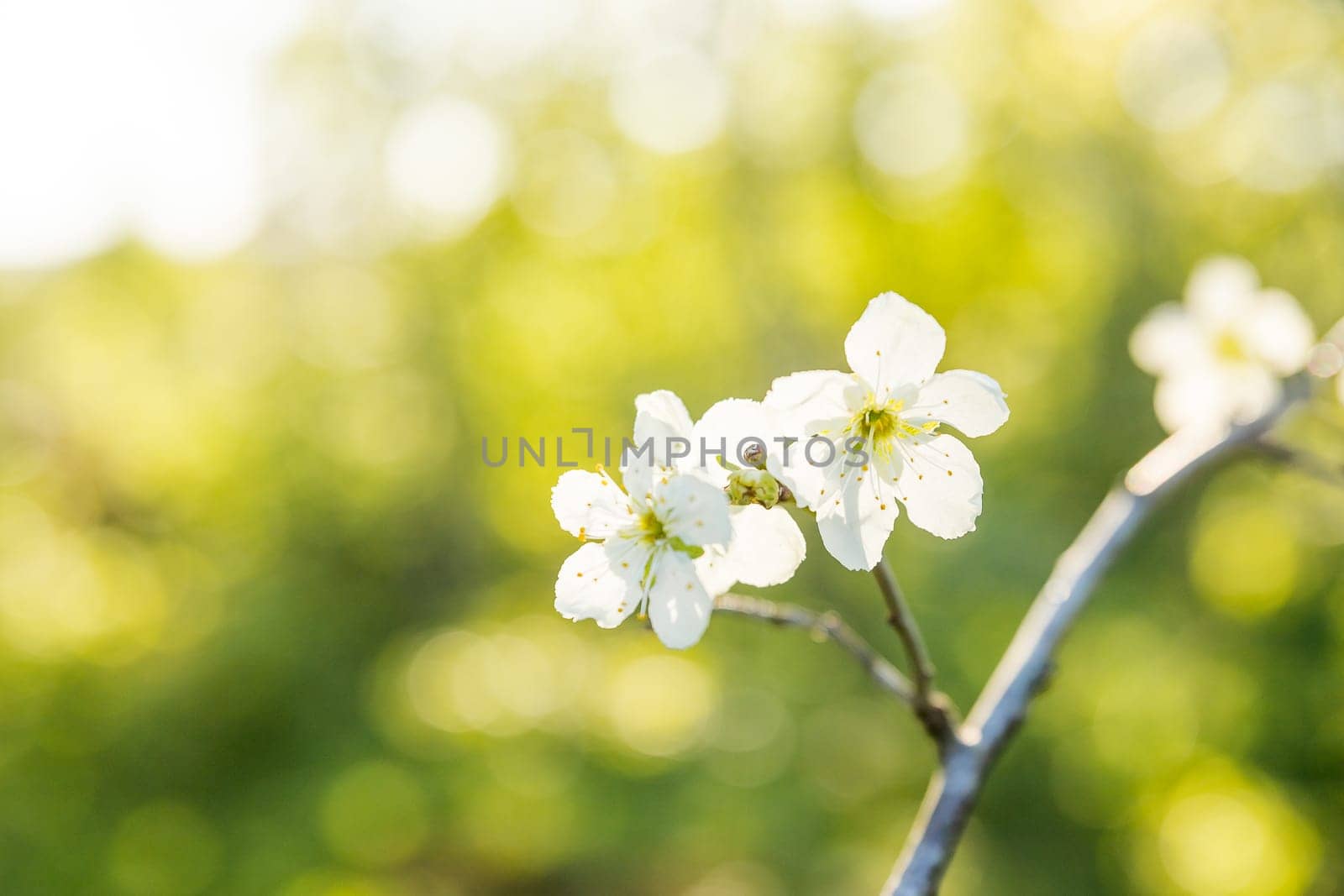 Close up of beautiful white flowers of fruit tree against blurred background on sunny spring day, selective focus.