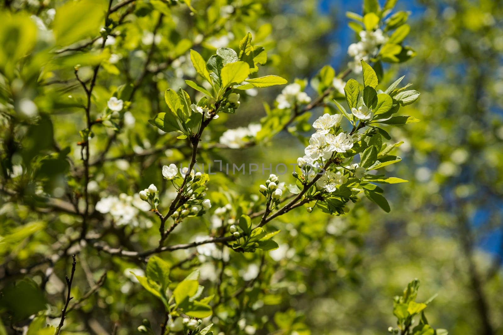 Close up of beautiful white flowers of fruit tree against blurred background on sunny spring day, selective focus.