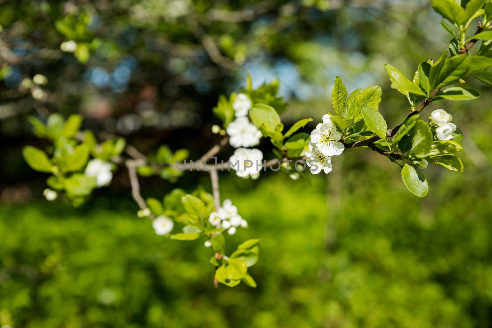 Close up of beautiful white flowers of fruit tree against blurred background on sunny spring day, selective focus.