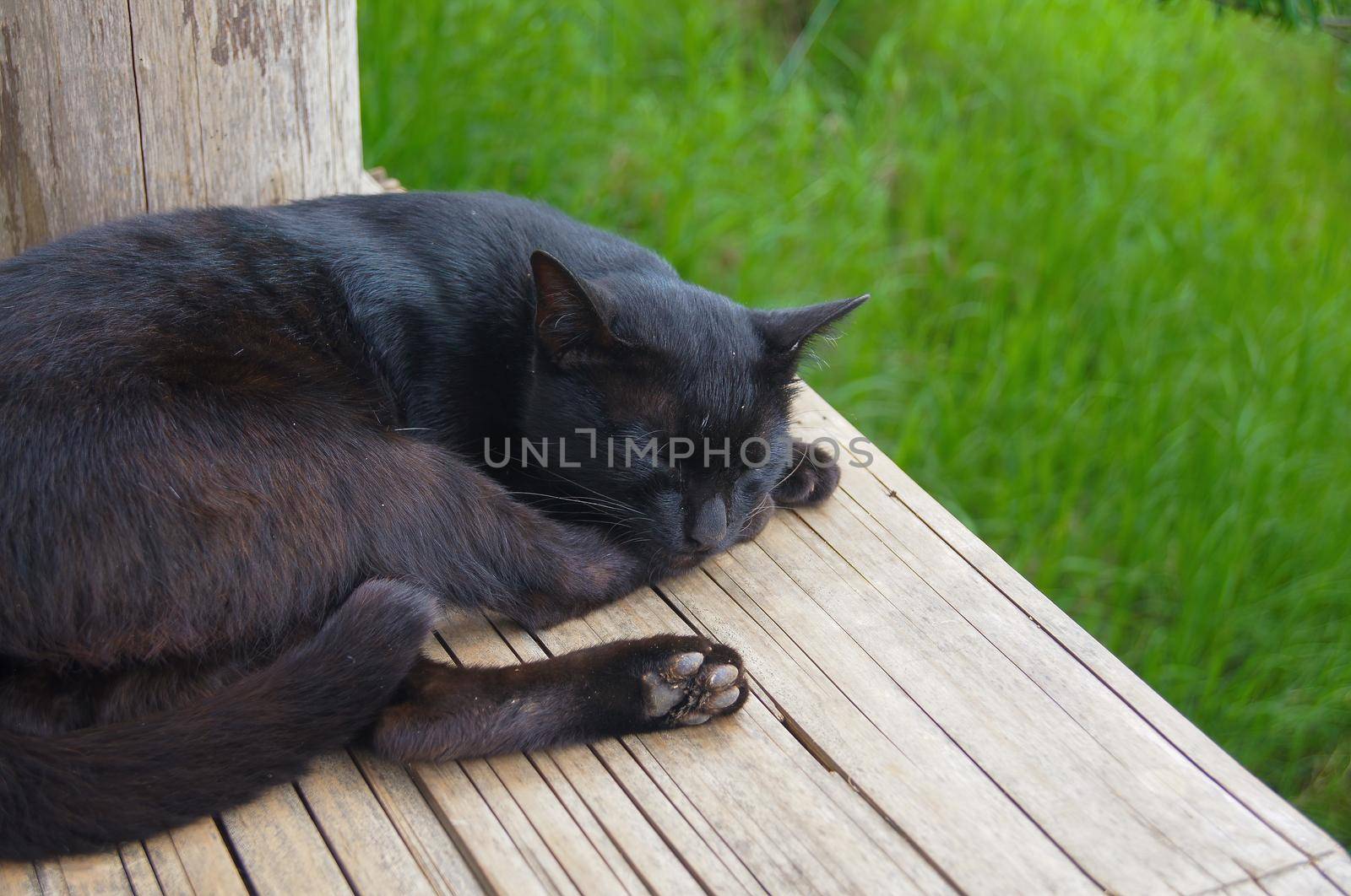 The black cat slept on the yellow wooden litter. There is a  green grass background