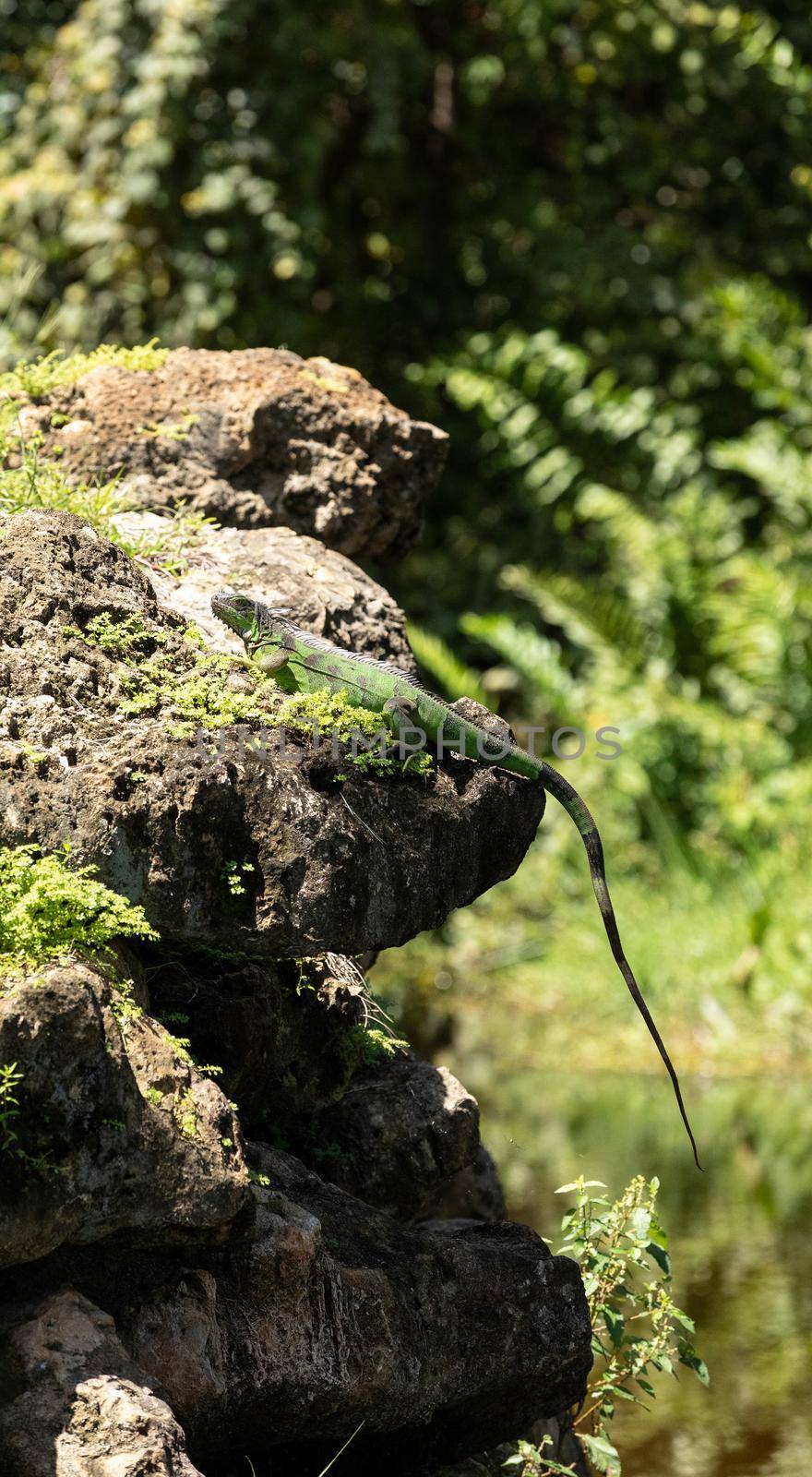 Green Iguana lizard also called Iguana iguana suns by steffstarr