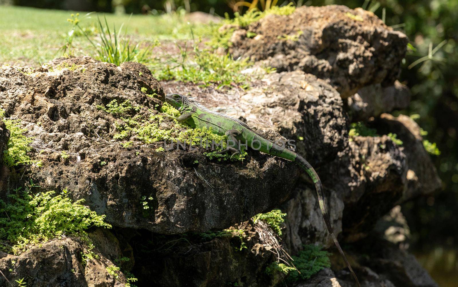 Green Iguana lizard also called Iguana iguana suns itself on a rock in Naples, Florida