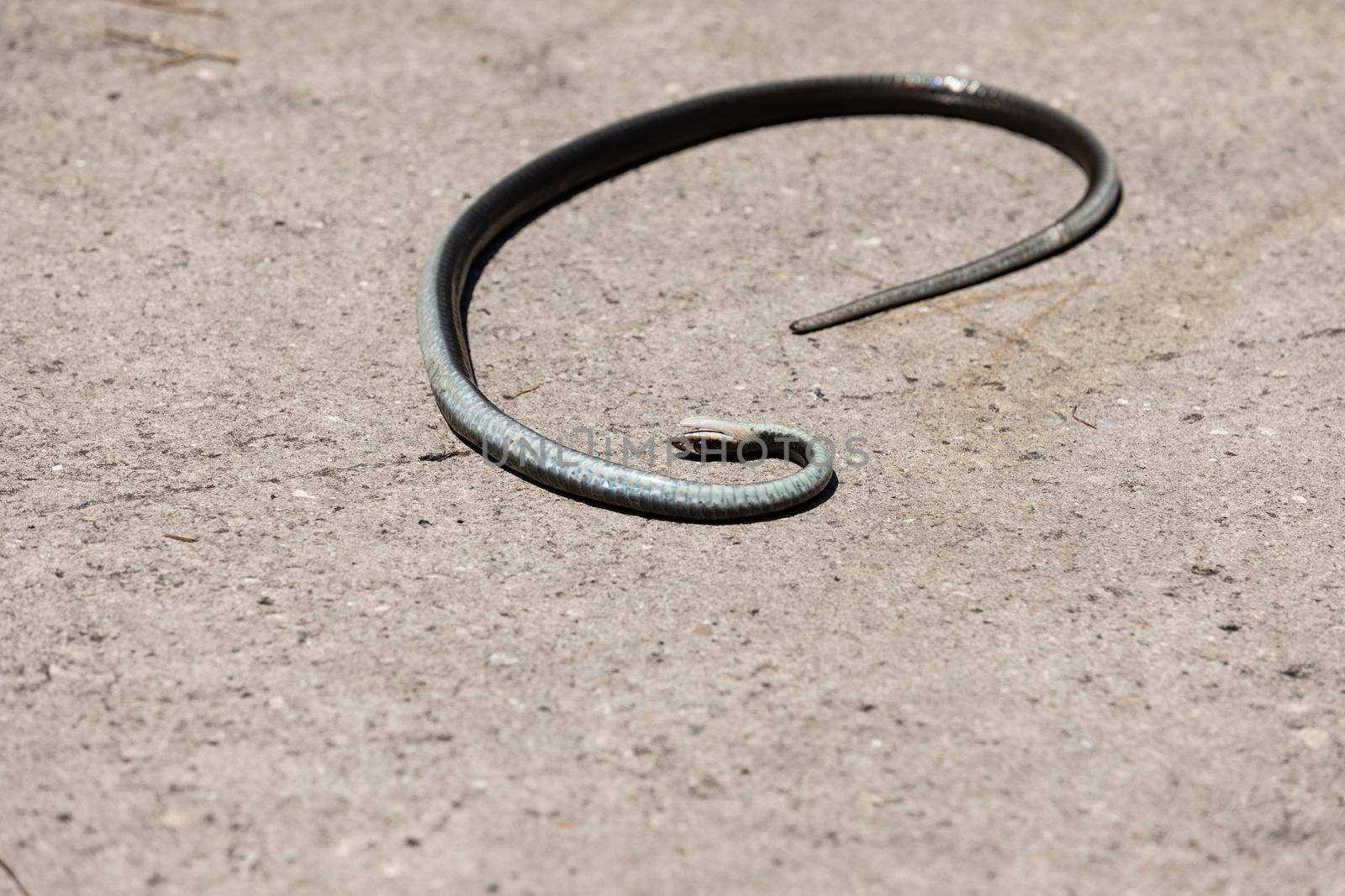 Dead black southern racer snake Coluber constrictor priapus  by steffstarr