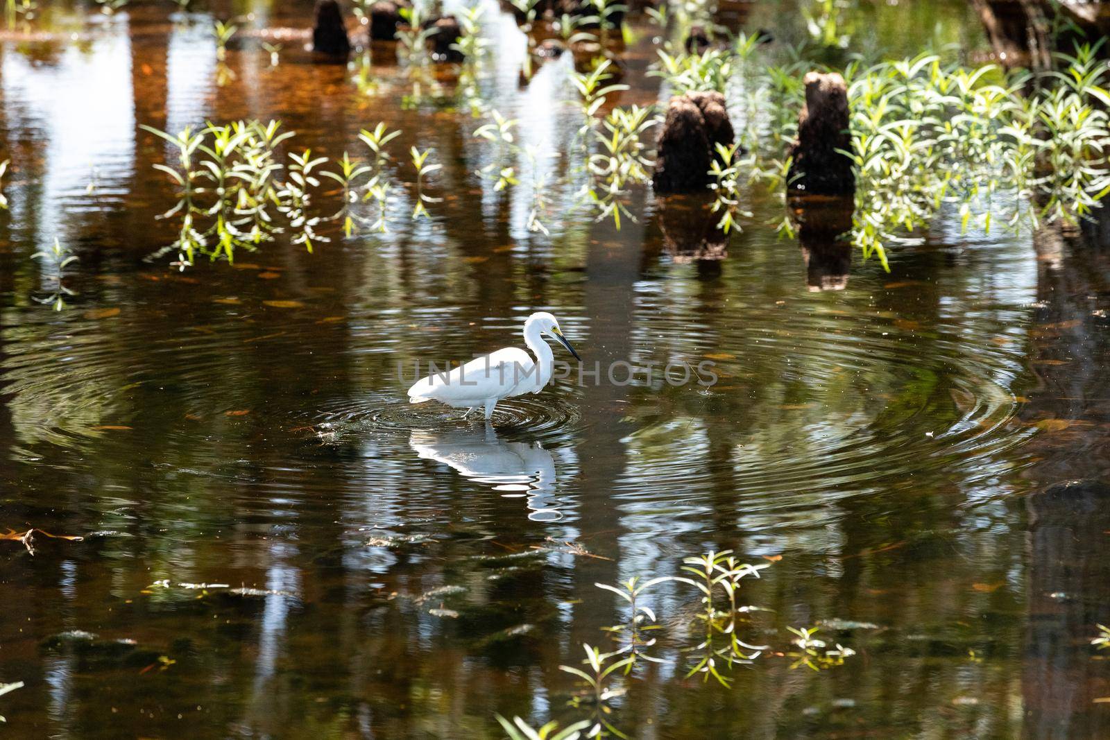 Snowy egret bird Egretta thula with white feathers hunts in a brown marsh for fish in Naples, Florida.