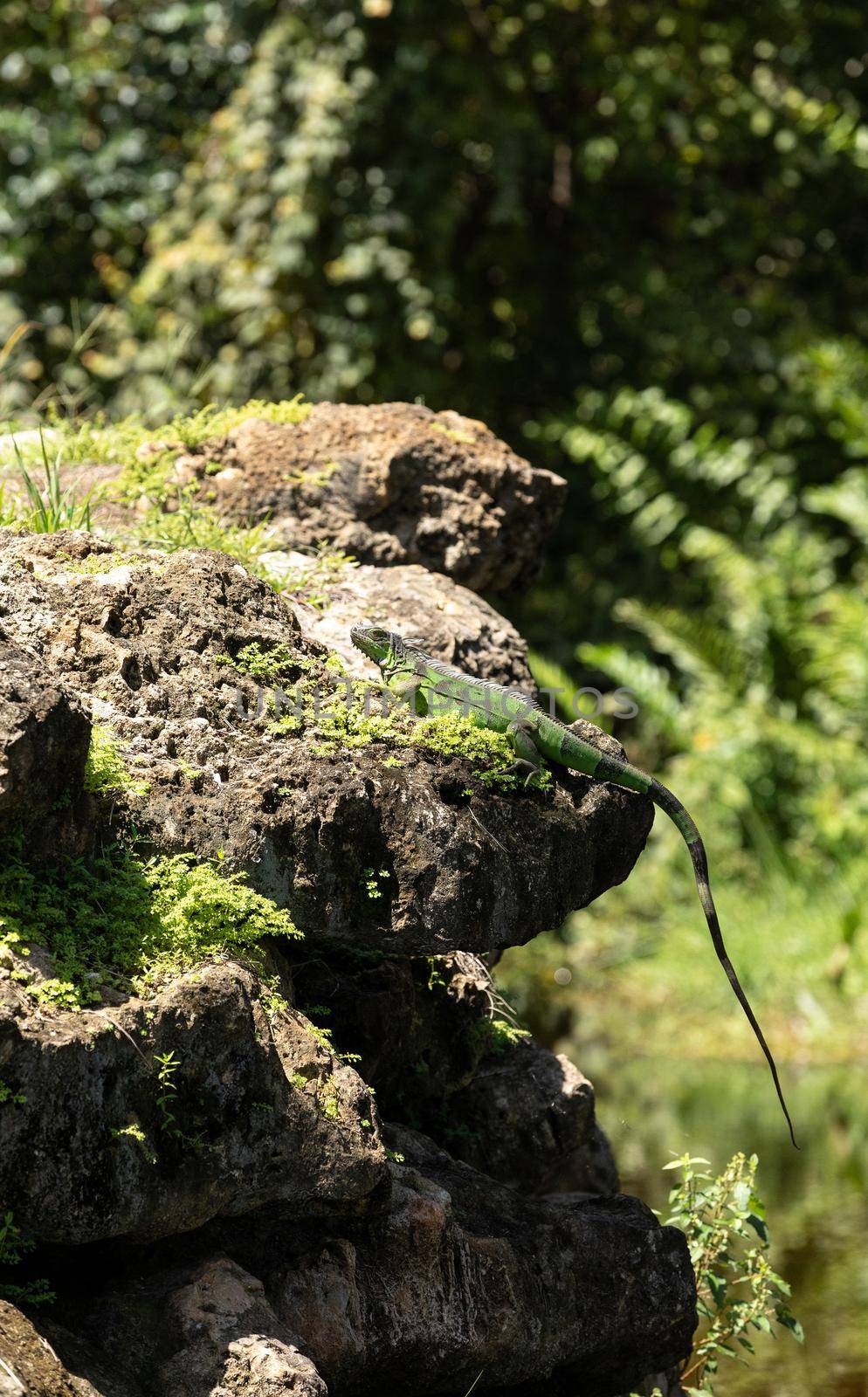 Green Iguana lizard also called Iguana iguana suns itself on a rock in Naples, Florida