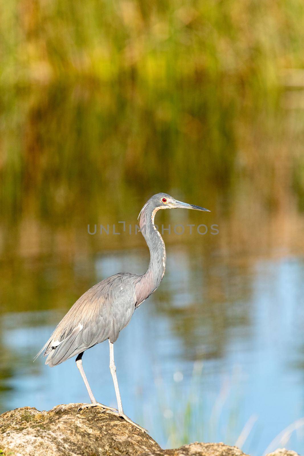 Tricolored heron bird Egretta tricolor standing on a rock in a marsh in Naples, Florida