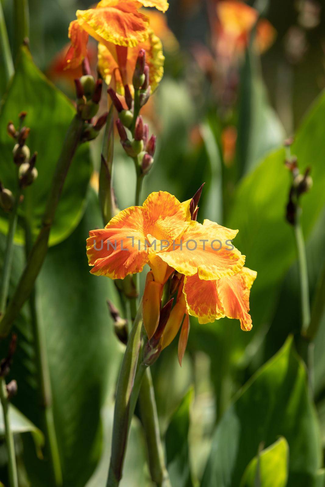 Orange Canna lily flower Canna indica in a swamp by steffstarr