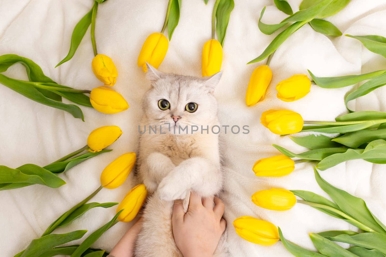 Childrens hands are stroked by a white British cat lying on a white blanket surrounded by yellow tulips, top view, close-up