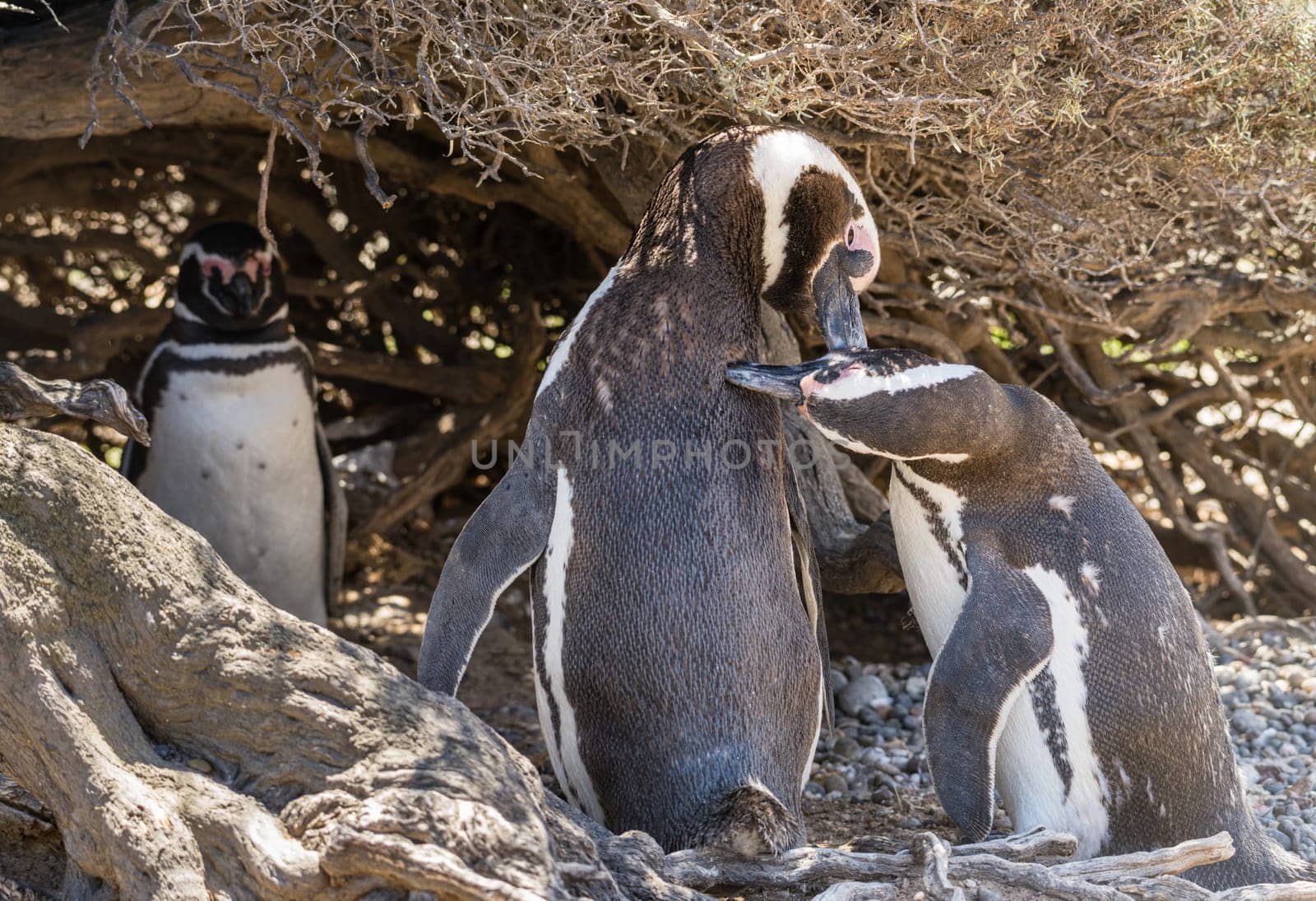 Pair of magellanic penguin in their nest in ground in Punta Tombo penguin sanctuary Argentina