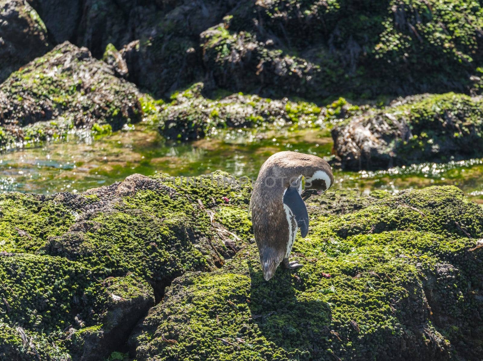 Magellanic penguin standing on seaweed rocks in Punta Tombo penguin sanctuary in Chubut province