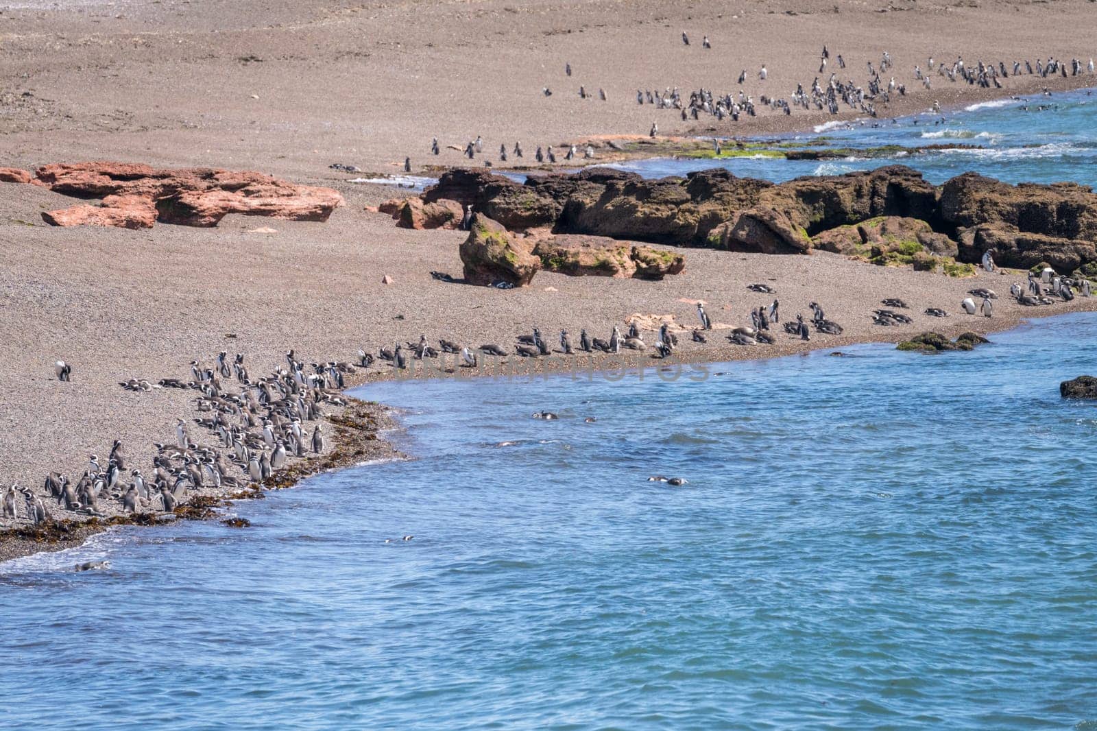 Hundreds of magellanic penguins standing on the beach in Punta Tombo penguin sanctuary in Chubut province