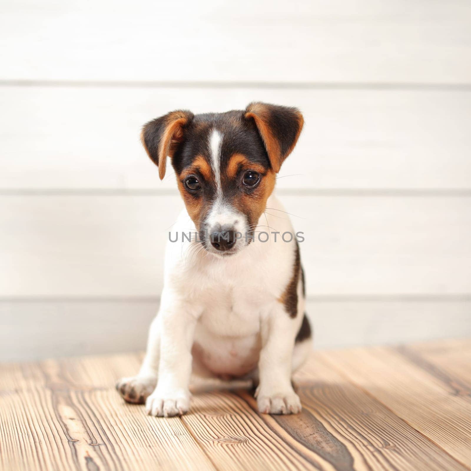 Jack Russell terrier puppy sitting on wooden boards. Studio shot. by Ivanko