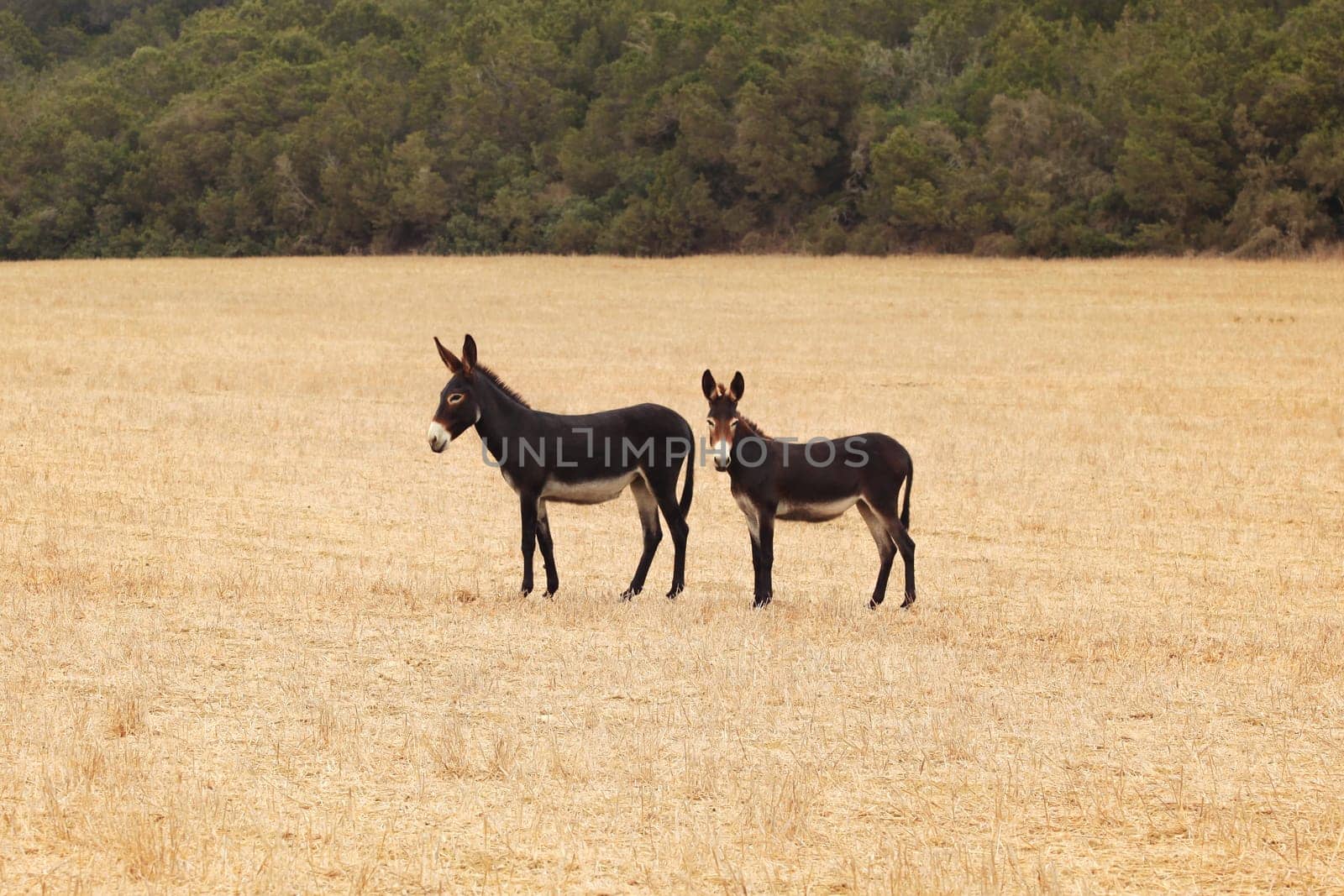 Two wild donkeys on harvested field. Undomesticated animals are often seen in Karpass region of Northern Cyprus.