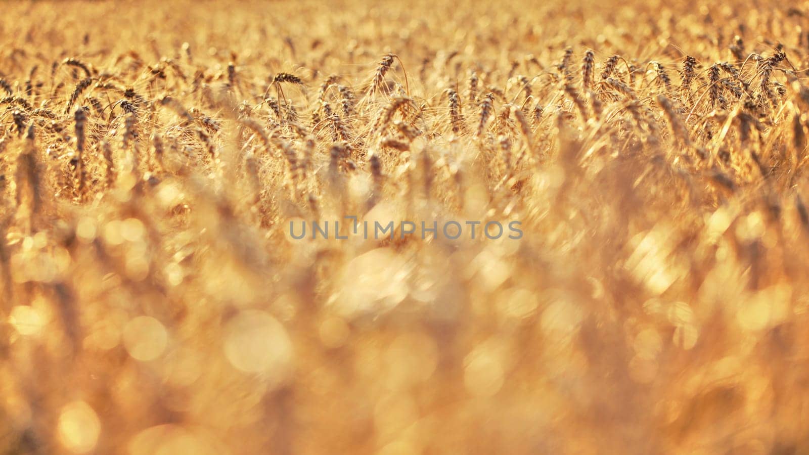 Shallow depth of field - wheat field lit by golden afternoon sun, nice blurred bokeh in foreground / space for text in lower part. Abstract harvest background.