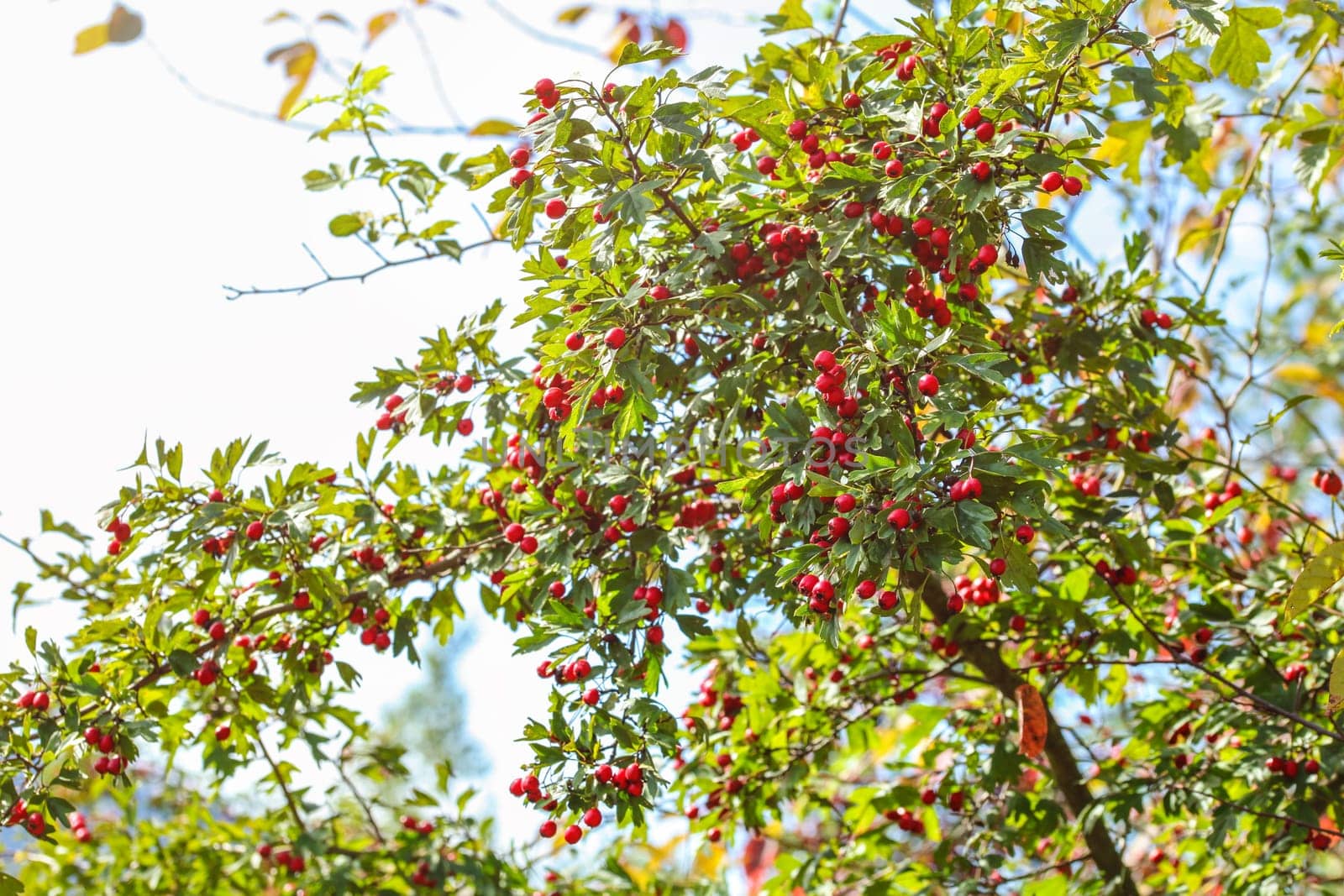 Midland hawthorn (Crataegus laevigata) bush with red berries