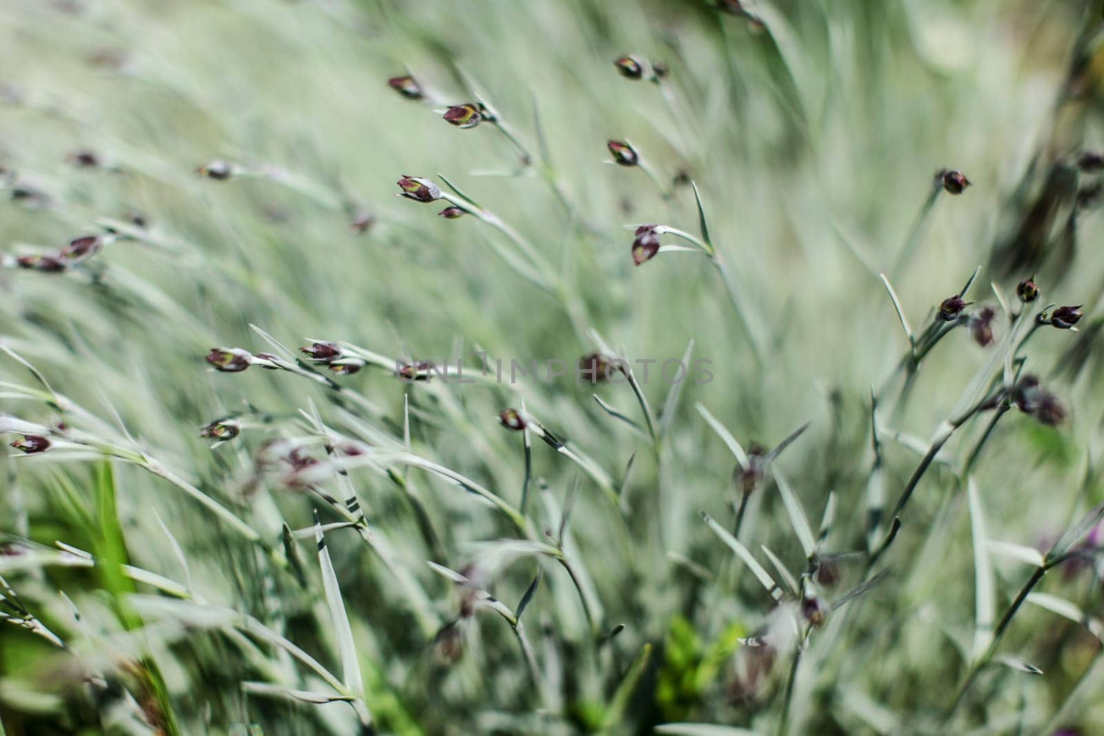 Shallow depth of field photo, only few plants parts in focus, pink clove flower bud in soft shade. Abstract natural background.