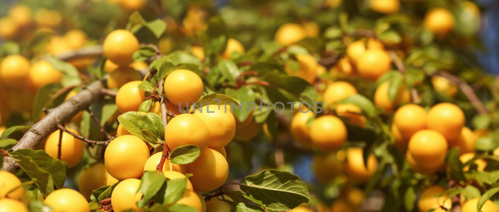 Ripe yellow mirabelle plums on ;eaves covered tree branches. (Prunus domestica syriaca) Wide banner.