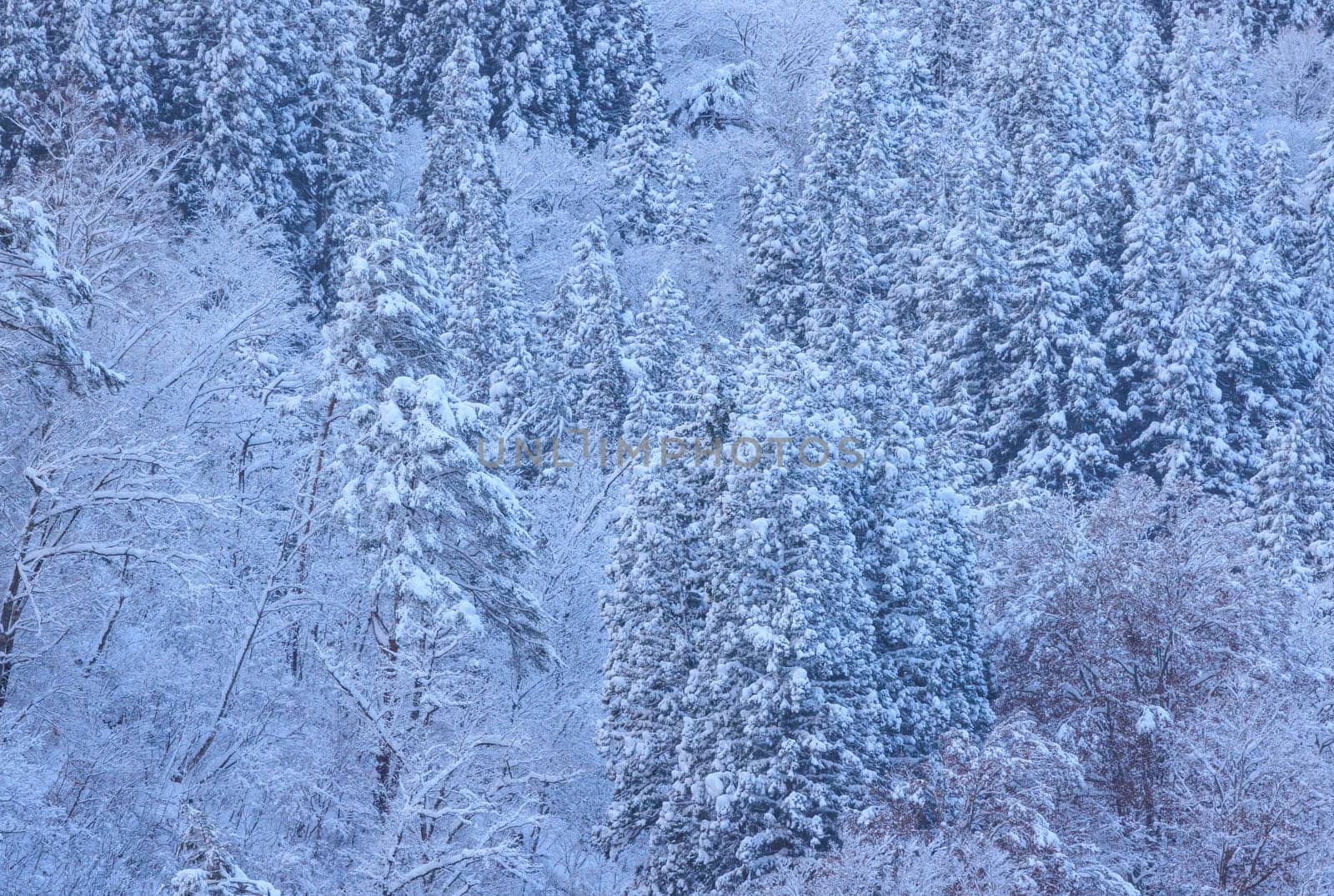 Natural forest covered in winter snow. High quality photo