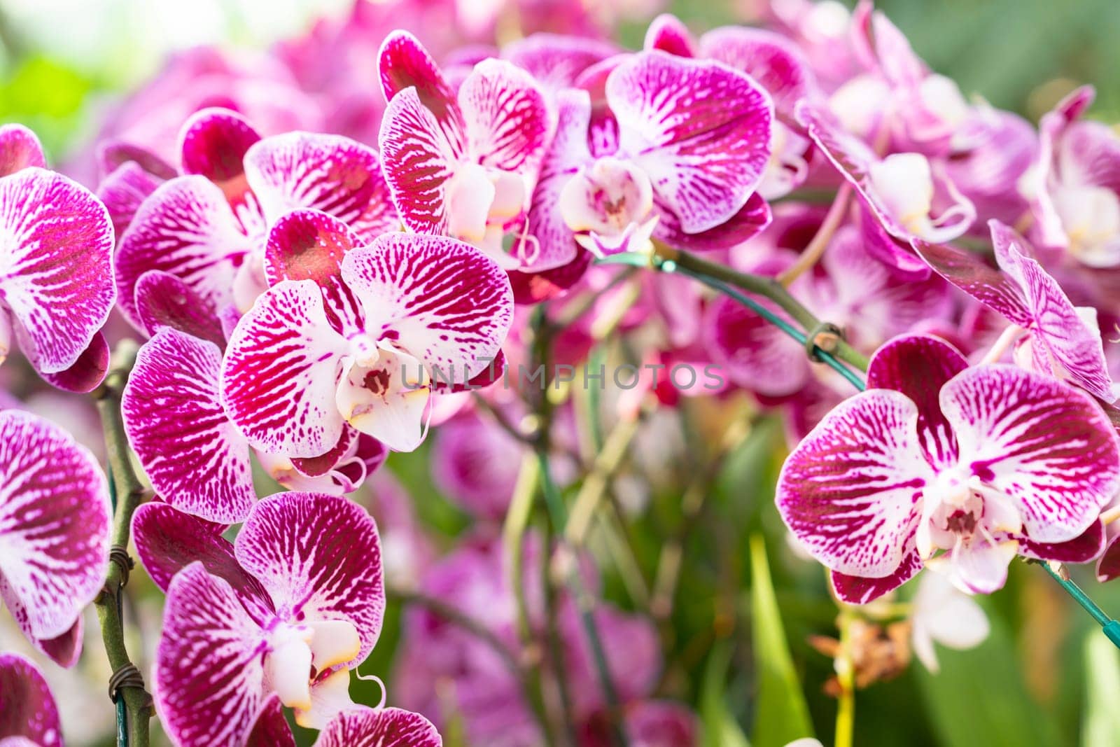 Flowers beautiful purple orchid phalaenopsis.