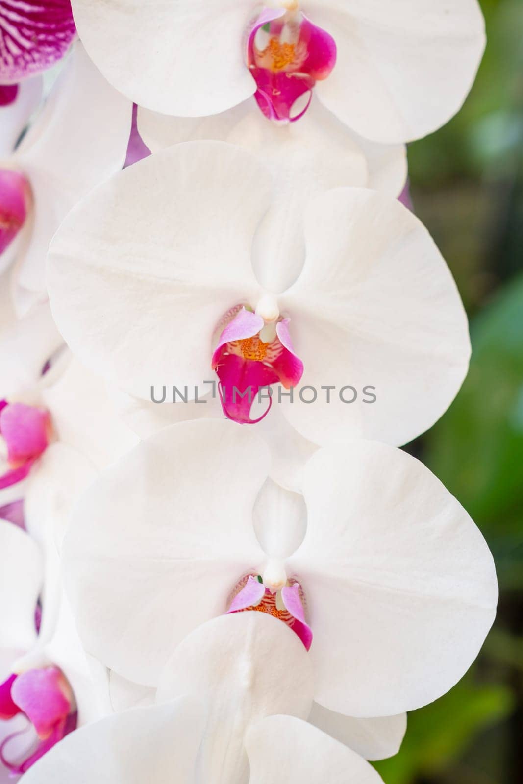 White Phalaenopsis orchid flowers on a background of leaves.