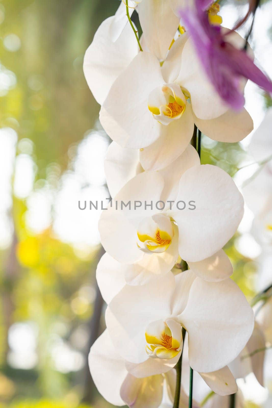 The White Phalaenopsis orchid flowers on a background of leaves. by Gamjai