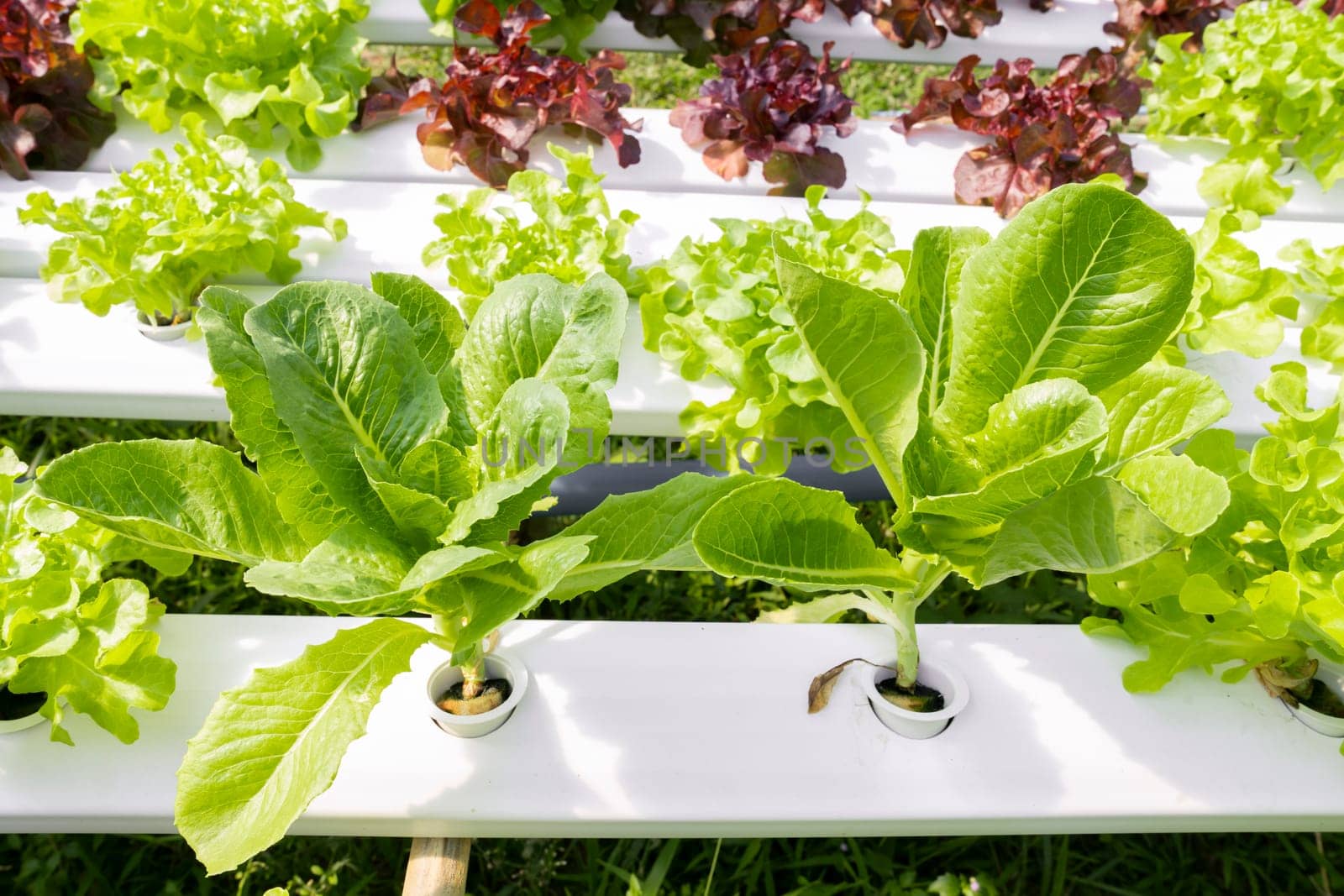Hydroponic technology. Organic hydroponic vegetable cultivation farm