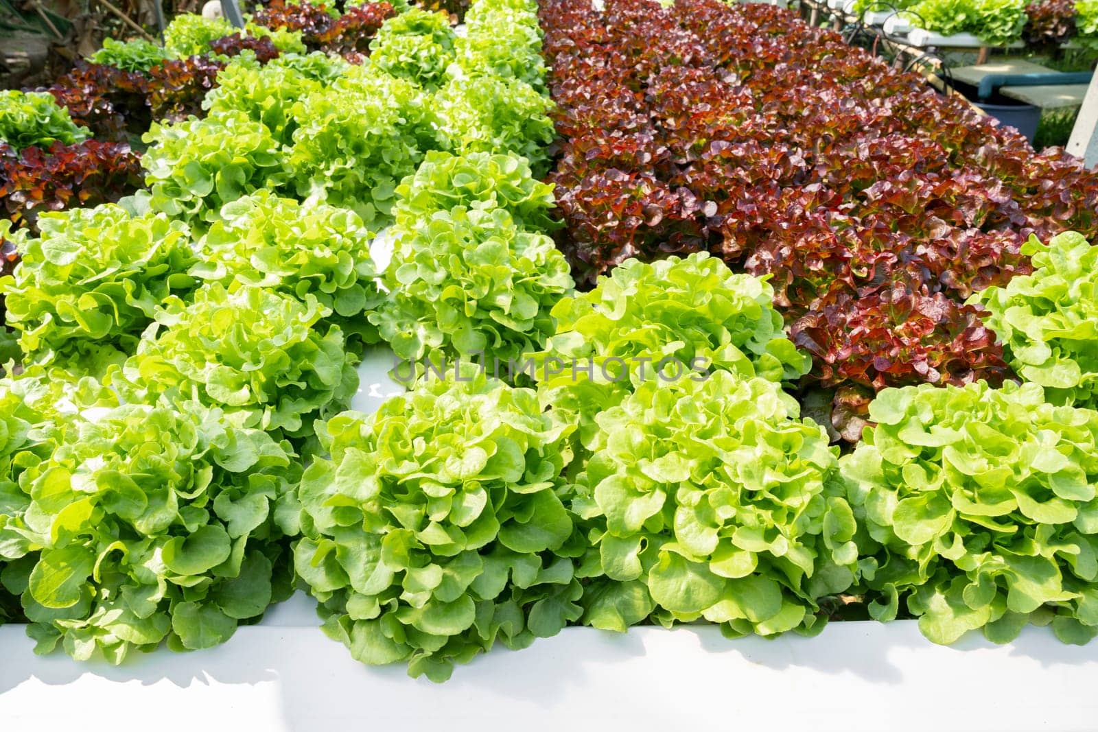 Hydroponic technology. Organic hydroponic vegetable cultivation farm