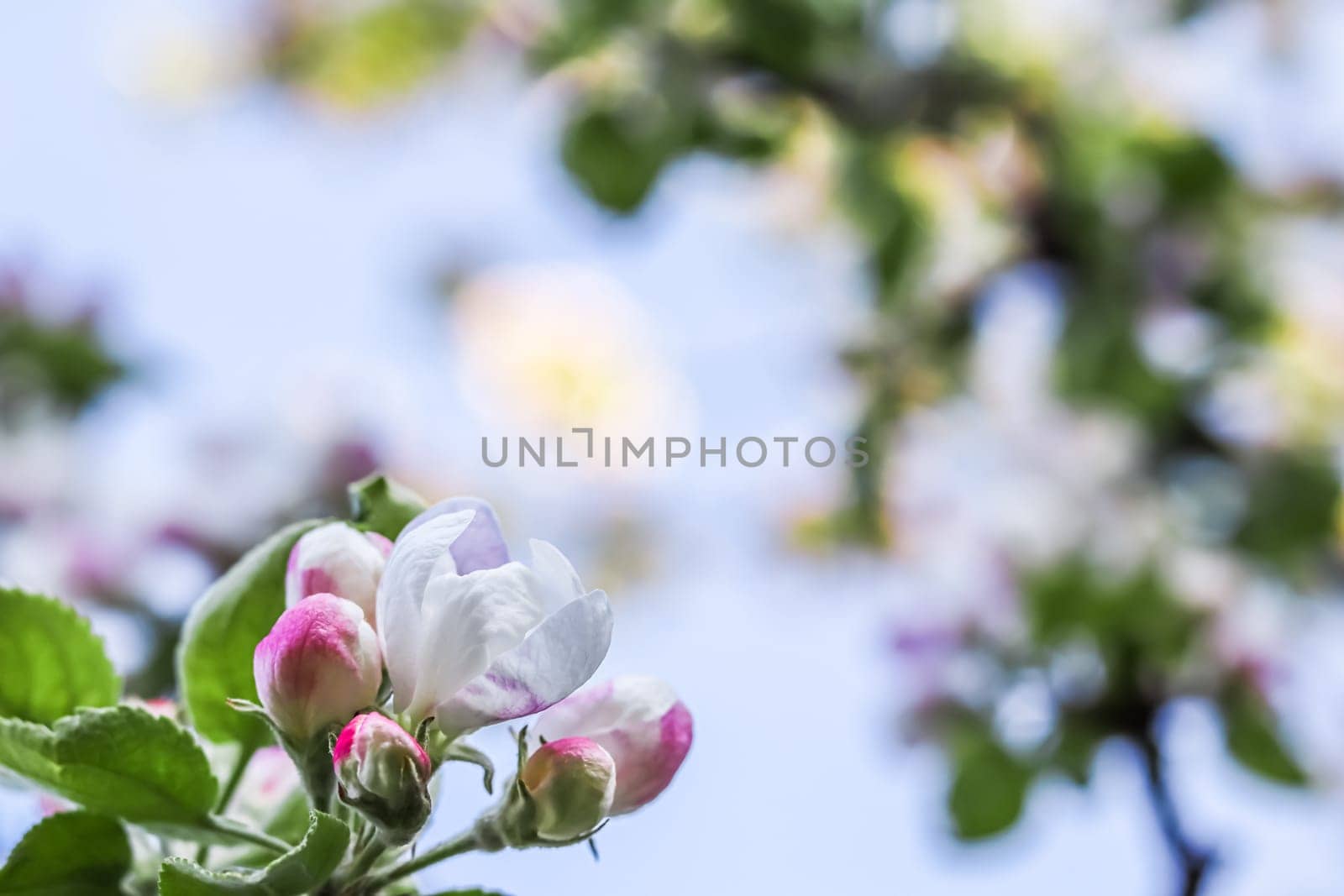 Background of white pink flowers of an apple tree with green leaves in a spring garden. Soft focus