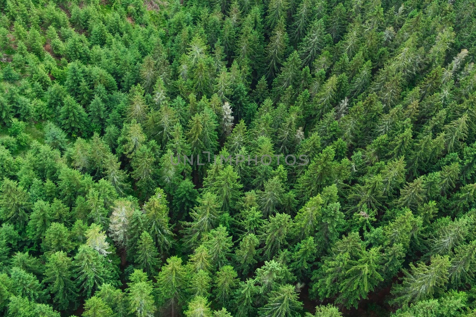 Aerial view of tops of summer green and young pine trees in the forest by vladimka