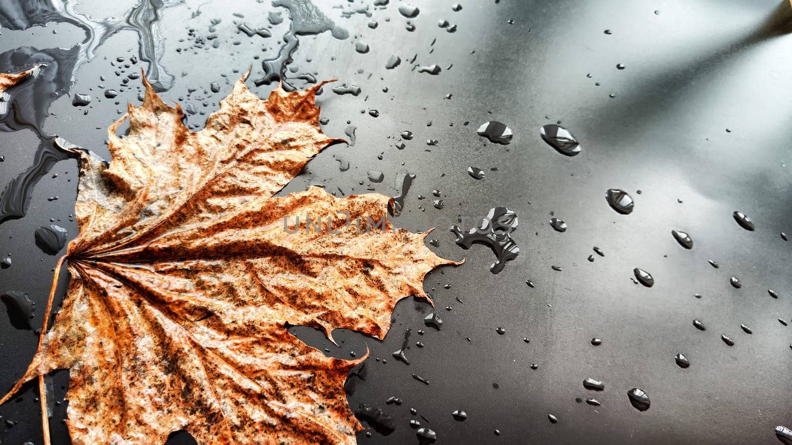 Yellow dry maple leaf in water or a puddle with drops and reflection on a black background. The concept of sad autumn day and the withering of nature. Abstract background and texture. Partial focus