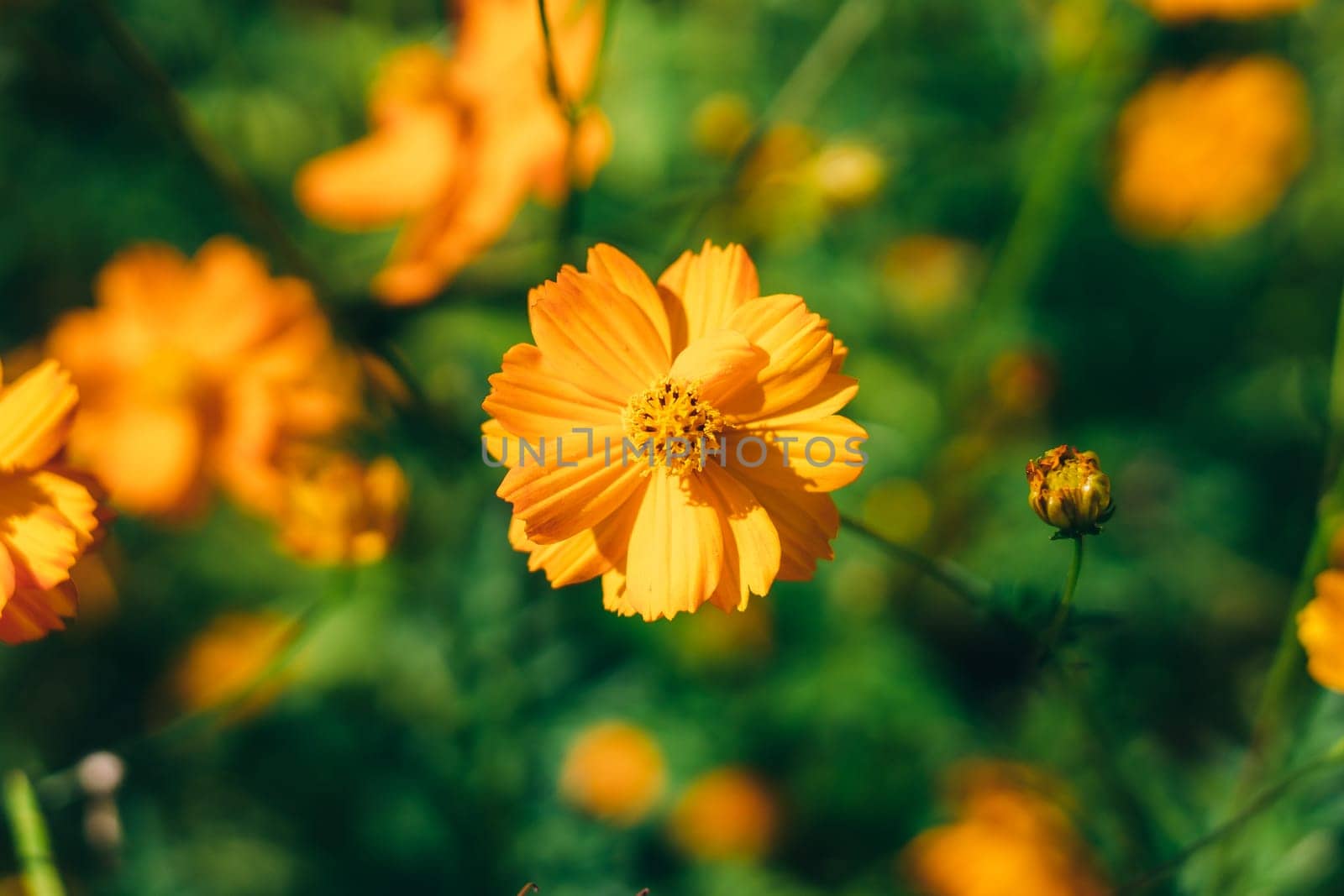 A close up of a yellow flower with a green background.