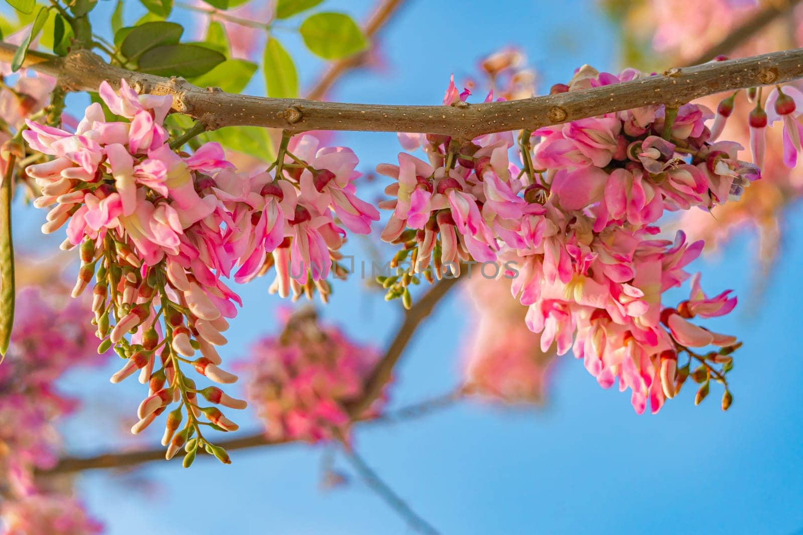 Pink flowers on a tree with the sky in the background.