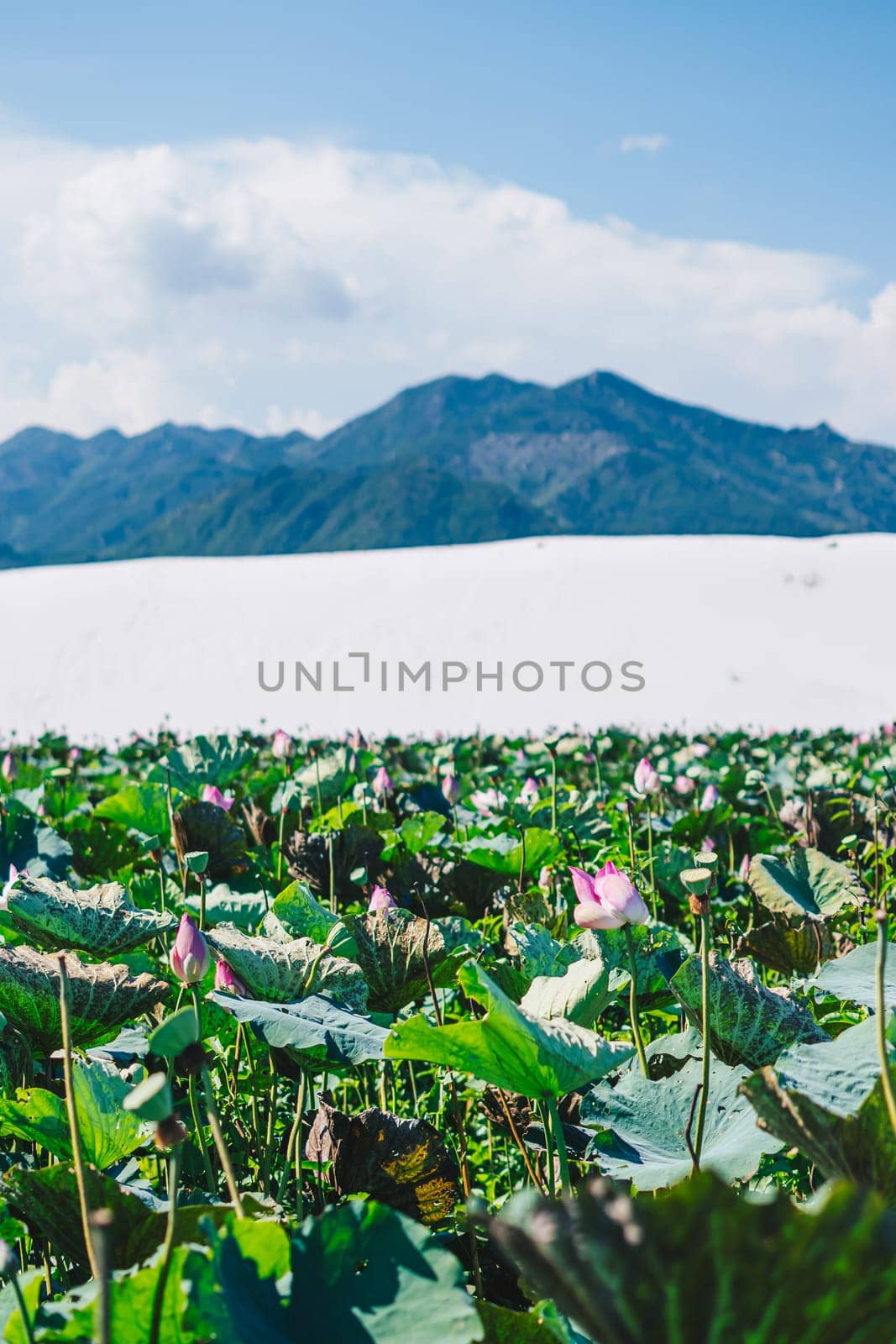 A field of lotus flowers in front of a mountain.
