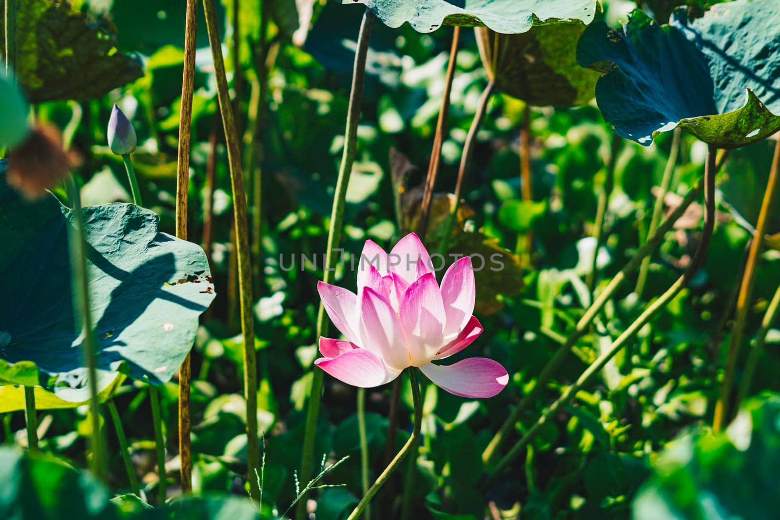 A pink lotus flower is surrounded by leaves and the sun is shining.