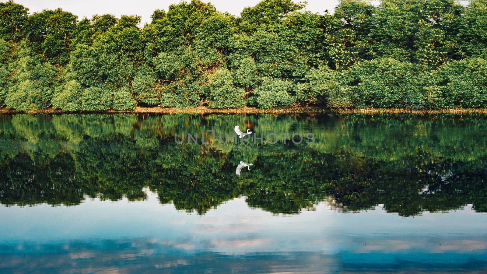 A lake with a white swan lake river water surface specular reflection summer day sunny forest.