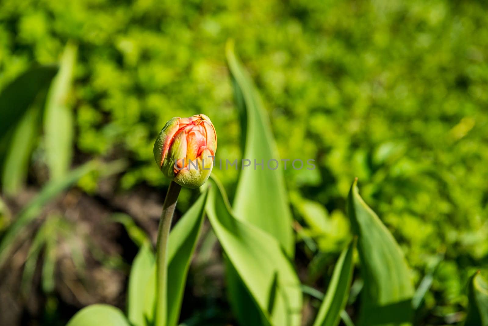 Beautiful tulips on a flower bed in the garden. Spring Easter flower background. Closed buds of spring flowers. Soft selective focus. Beauty is in nature.
