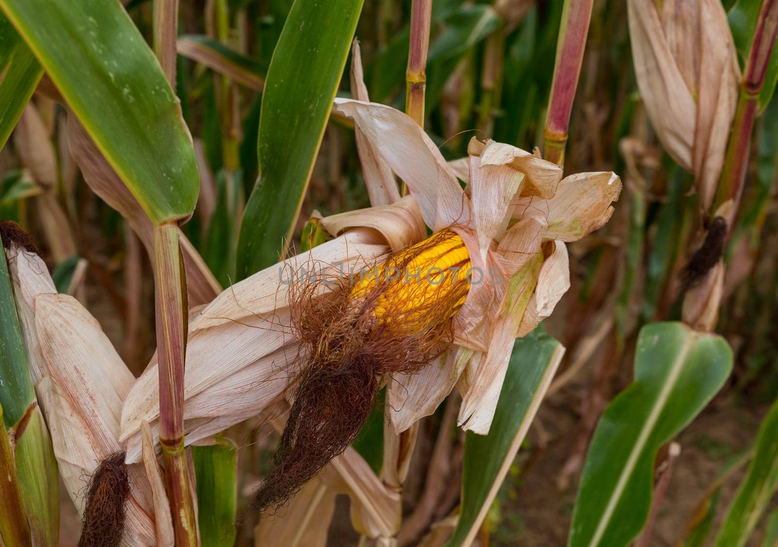 a yellow corncob in a cornfield in france in september