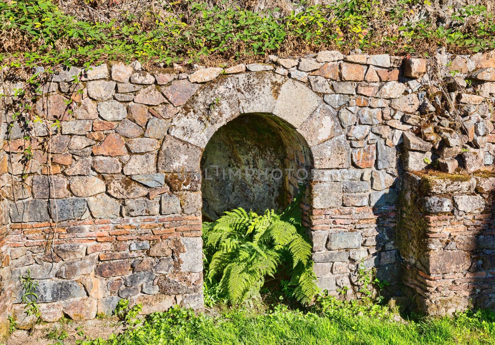 a beautiful green fern in an old stone wall archaeological excavation in France by compuinfoto
