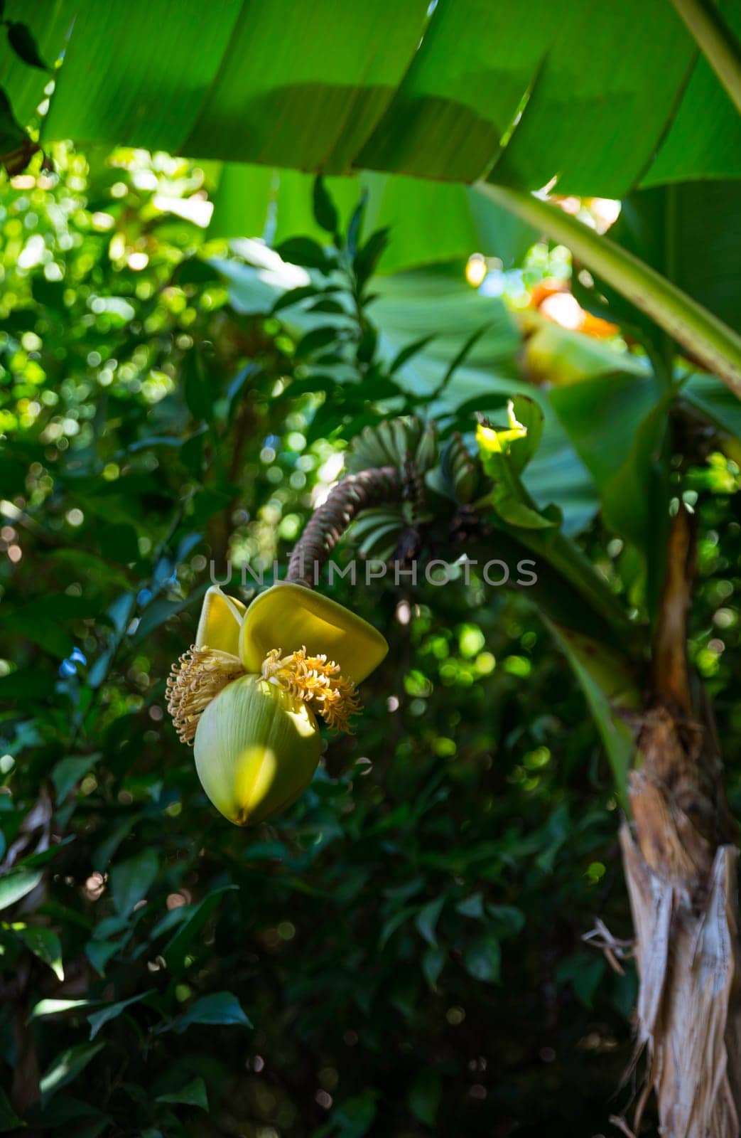 macro of a flower from a banana tree in france in september